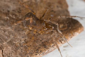 Media type: image; Invertebrate Zoology 138109